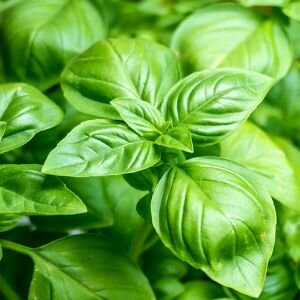 Basil Essential Oil, Methyl Eugenol-Free