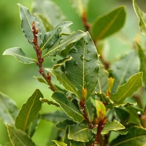 Bay Laurel Leaf Essential Oil 