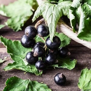 Blackcurrant Seed Oil