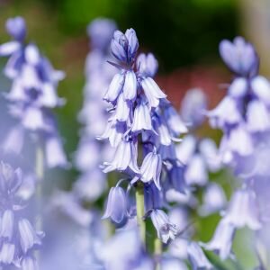 Bluebell Fragrance