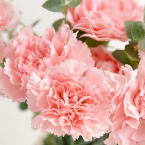 Carnation Fragrance