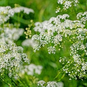 Carrot Seed Essential Oil