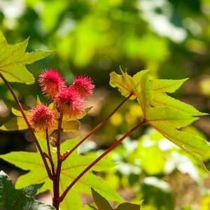 Castor Oil, Refined