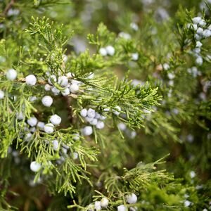 Cedarwood Essential Oil, Virginia