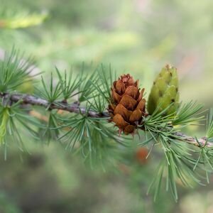 Cedarwood Fragrance, Allergen-Free