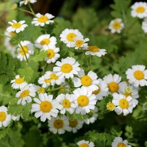 Chamomile Essential Oil, Roman