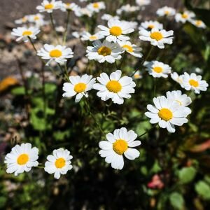 Chamomile Essential Oil, Wild, Maroc