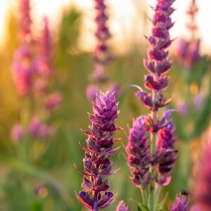 Clary Sage Essential Oil