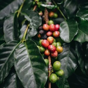 Coffee Green Oil