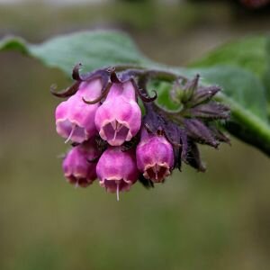 Comfrey Oil, Infused