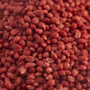 Cranberry Seed Oil