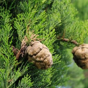 Cypress Essential Oil