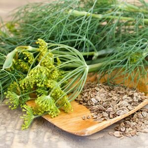 Dill Seed Essential Oil