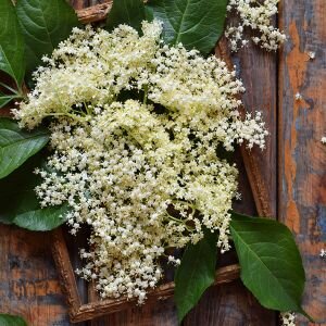 Elderflower Fragrance, Lyral Free