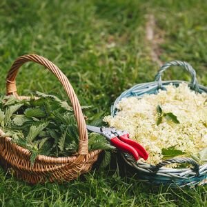 Elderflower & Nettle Fragrance, Lyral Free