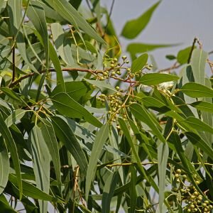 Eucalyptus Essential Oil, Citriodora