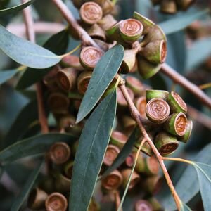 Eucalyptus Essential Oil, Globulus