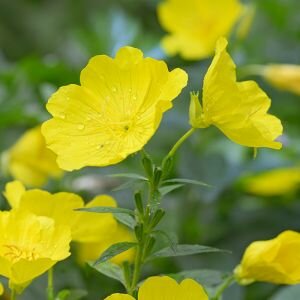 Evening Primrose Oil