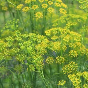 Fennel Essential Oil, Sweet