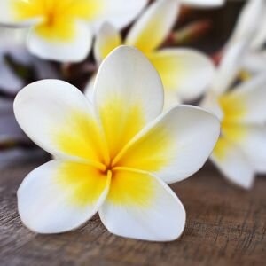 Frangipani Fragrance