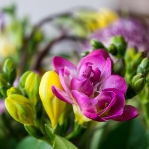 Freesia Fragrance