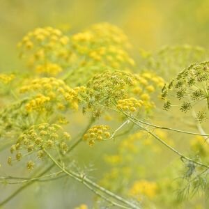 Galbanum Essential Oil