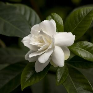 Gardenia Fragrance, Allergen-Free