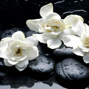 Gardenia Fragrance