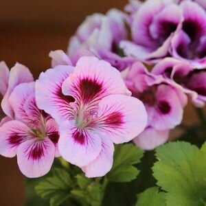 Geranium Bourbon Essential Oil, Rose Geranium