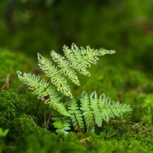 Green Moss & Ferns Fragrance, Lyral Free