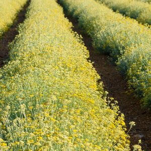 Helichrysum Oil