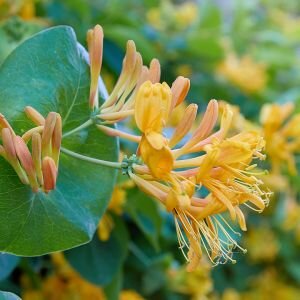 Honeysuckle Fragrance