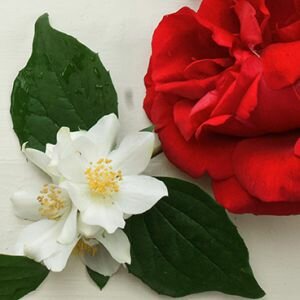 Jasmin Rose Fragrance