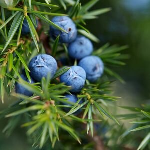 Juniper Essential Oil