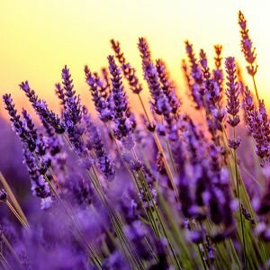 Lavender Essential Oil, 40/42