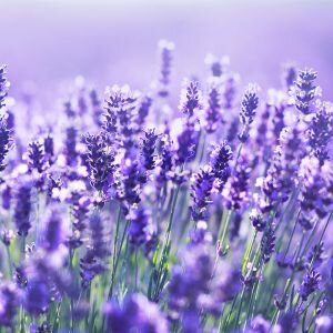 Lavender Essential Oil, 50/52 High Alp