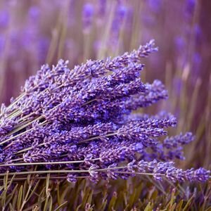 Lavender Essential Oil, English