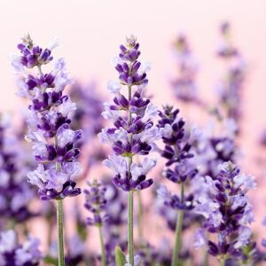 Lavender Essential Oil, Mixed Species