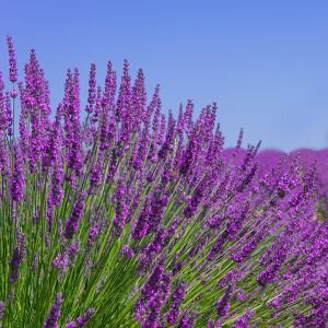 Lavender Essential Oil, Spike