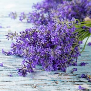 Lavender Fragrance