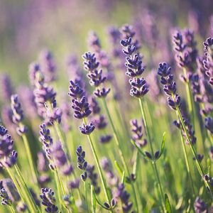 Lavender Fresh Fragrance