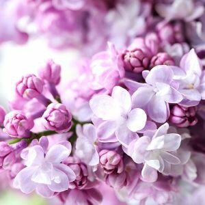 Lilac Fragrance, Allergen-Free