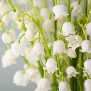 Lily of the Valley Fragrance