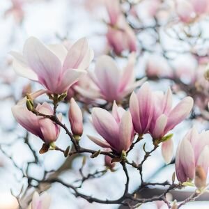 Magnolia Fragrance