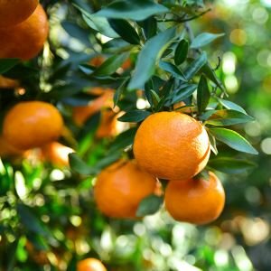 Mandarin Essential Oil