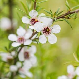 Manuka Essential Oil