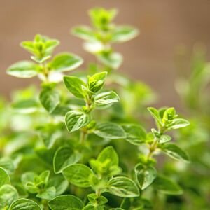 Marjoram Essential Oil, Sweet