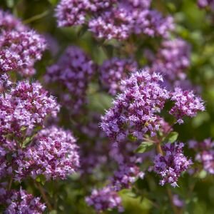 Marjoram Essential Oil, Wild 