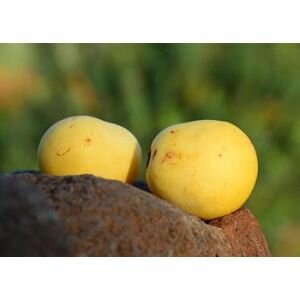 Marula Oil