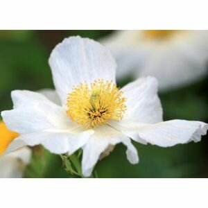 A meadowfoam flower showing its yellow middle and bright white petals 